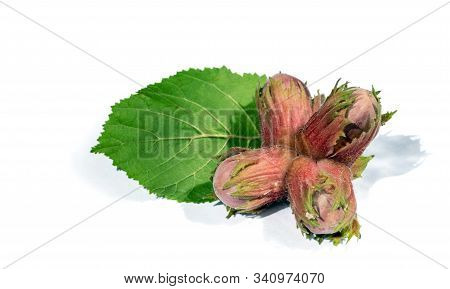 Fresh Hazel Nuts With Hazel Tree Leaf. Isolated On A White Background.