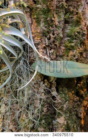 Beautiful Tillandsia Usneoides Or Spanish Moss