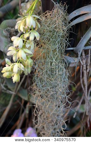Beautiful Tillandsia Usneoides Or Spanish Moss