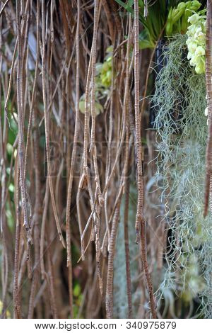 Beautiful Tillandsia Usneoides Or Spanish Moss