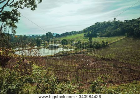 Bucolic Rural Landscape With Vineyards Going Up The Hill And Woods In A Cloudy Day Near Bento Goncal