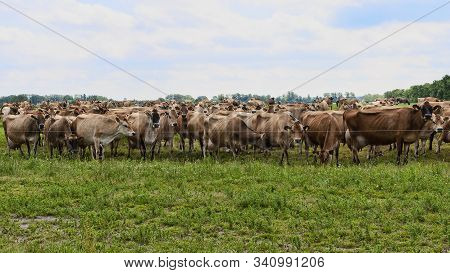 A Herd Of Jersey Cows In A Field Near Vejen,  Denmark