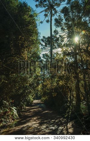 Dirt Pathway Passing Through Wooded Landscape And Sunlight In Aparados Da Serra National Park, Near 