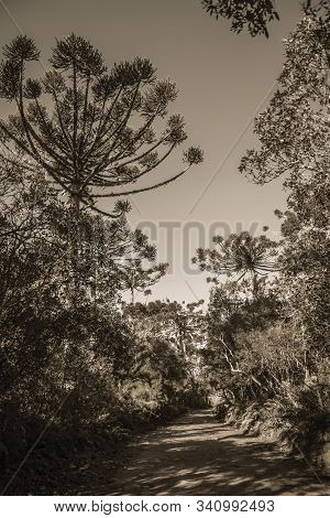 Dirt Pathway On Wooded Landscape In The Aparados Da Serra National Park, Near Cambara Do Sul. A Smal