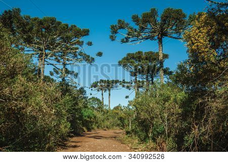 Dirt Pathway Passing Through Forest With Pine Trees In The Aparados Da Serra National Park, Near Cam