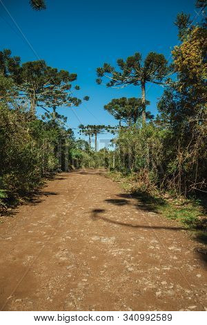 Dirt Pathway Passing Through Forest With Pine Trees In The Aparados Da Serra National Park, Near Cam