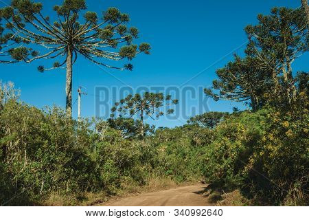 Dirt Pathway Passing Through Forest With Pine Trees In The Aparados Da Serra National Park, Near Cam
