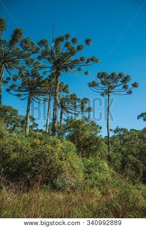 Landscape Of Pine Treetops Amid Lush Forest In Aparados Da Serra National Park Near Cambara Do Sul. 