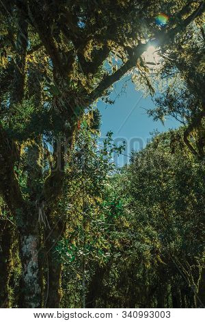 Tree Branches Covered By Lichen And Epiphytes Amid Lush Forest In Aparados Da Serra National Park Ne