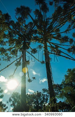 Pine Treetop With Sunlight Passing Through Branches In The Aparados Da Serra National Park Near Camb