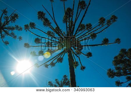 Pine Treetop With Sunlight Passing Through Branches In The Aparados Da Serra National Park Near Camb