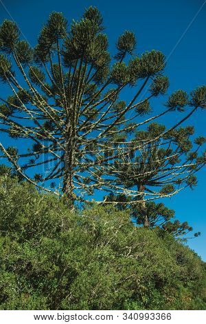 Pine Treetop With Sunlight Passing Through Branches In The Aparados Da Serra National Park Near Camb