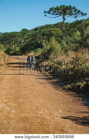 People Hiking On Dirt Pathway Through Forest With Pine Trees At Aparados Da Serra National Park, Nea