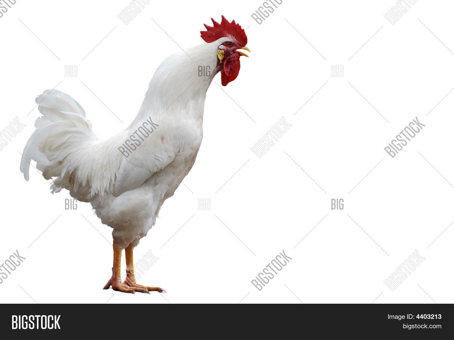 Image Preview