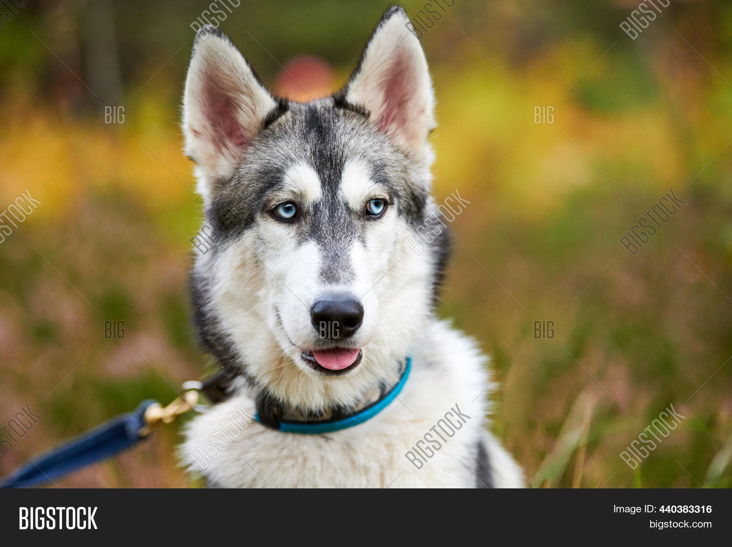 Purebred Siberian Image & Photo (Free Trial) Bigstock