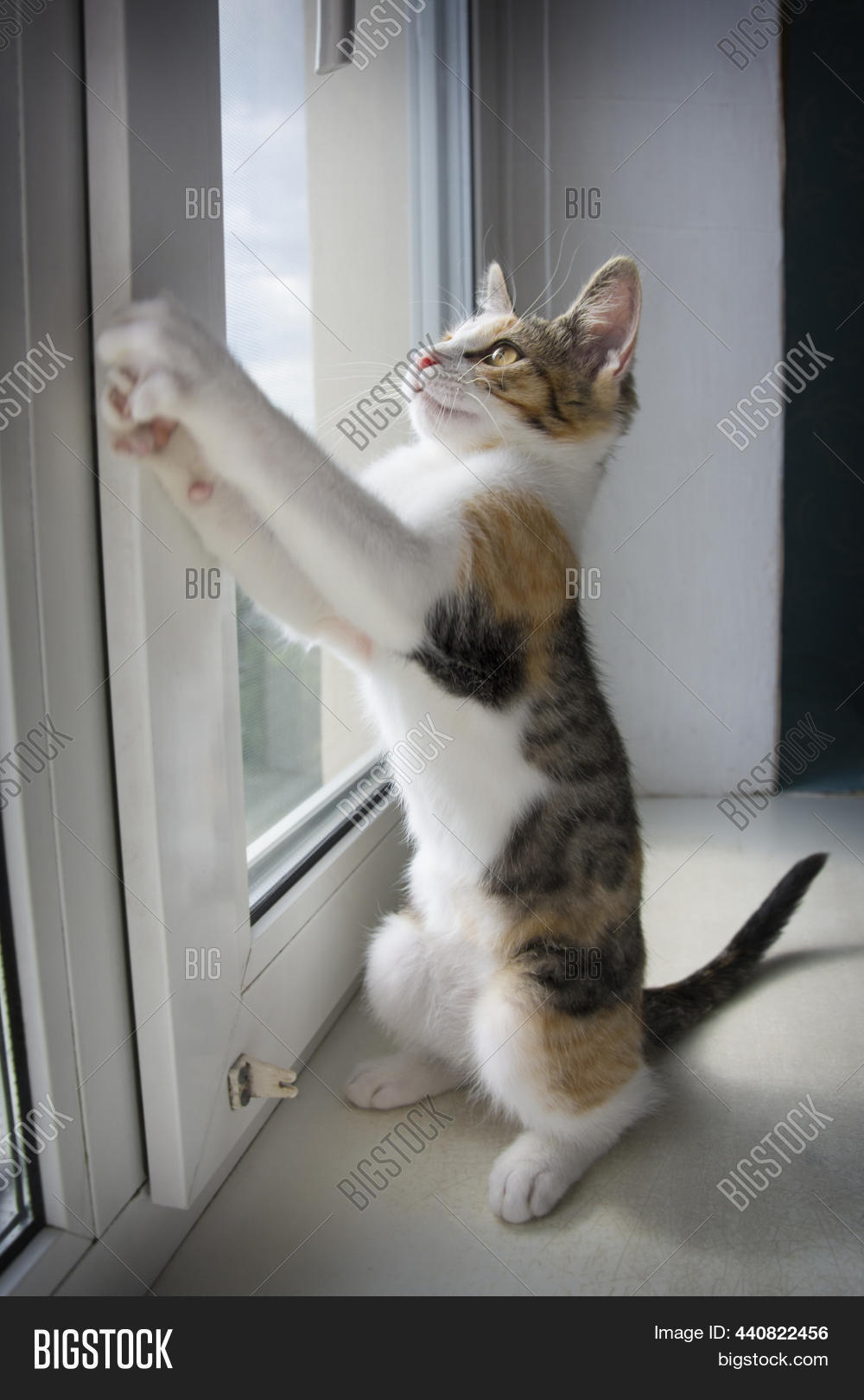 Cute Cat Standing Up