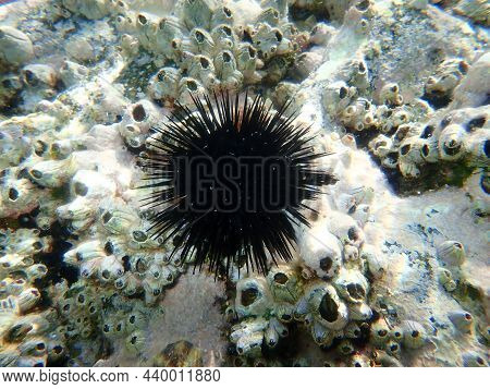 Black Sea Urchin (arbacia Lixula) Undersea, Aegean Sea, Greece, Halkidiki