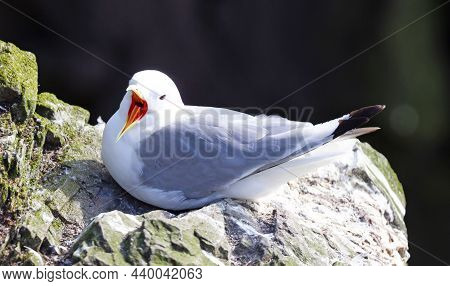 Black-legged Kittiwake Bird On Nesting Cliffside In Summer, Iceland