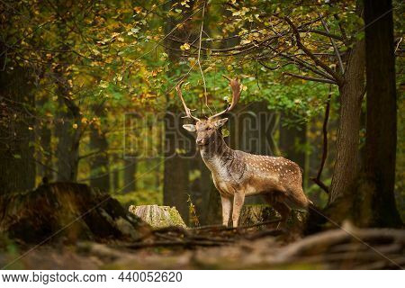 Deer During Rutting Time. Beautiful Forest Animal. Fallow Deer Walking In Forest. Dama European Fall