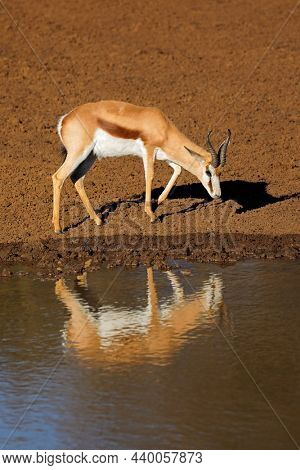 A springbok antelope (Antidorcas marsupialis) at a waterhole, Mokala National Park, South Africa