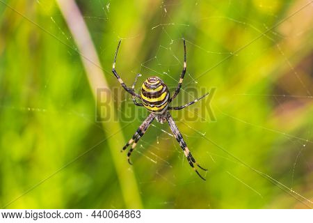 Wasp Spider Argiope Bruennichi Black And Yellow In Mallorca Spain.
