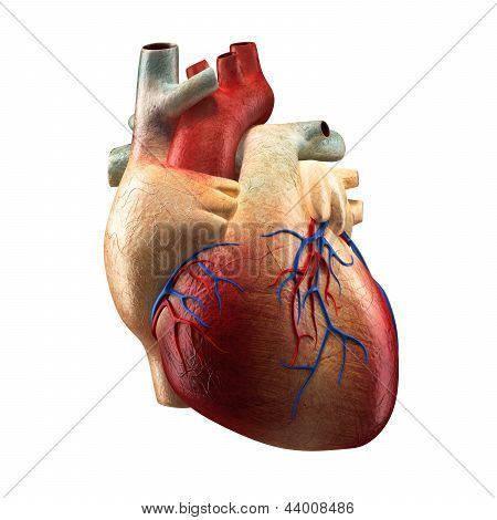 Anatomie hart geïsoleerd op wit