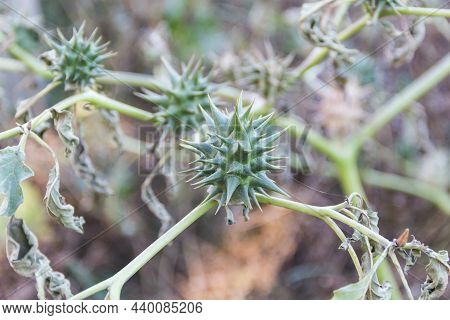 Fruits Of Datura Ferox That Grow Wild, Known As Toloache Or Chamico