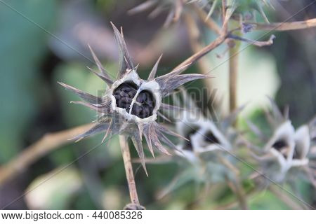 Fruits Of Datura Ferox That Grow Wild, Known As Toloache Or Chamico