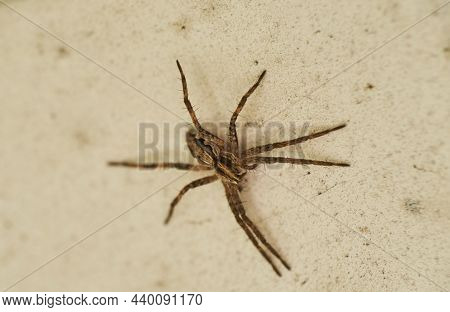 Zoropsis Spinimana Spider Species, Family Of The Zoropsidae. Looks Like A Wolf Spider.