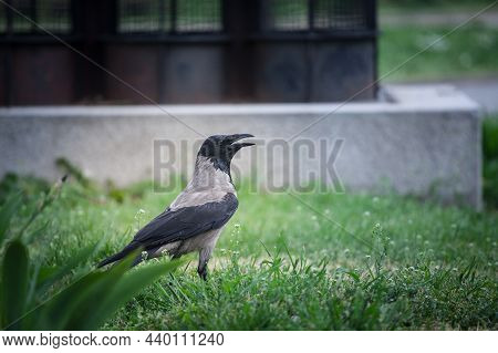 Focus On A Hooded Crow, A Black And Grey Crow Bird From The Corvidae Family, Also Called Corvus Corn