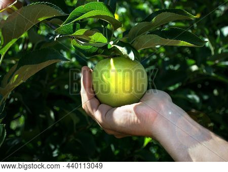 A Mans Hand Holds Apple On Tree. Apple Orchard
