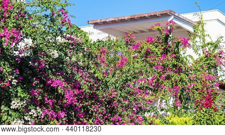 Beautiful Pink And White Begonville Flowers On Traditional Summer House. Mediterranean Plants In The