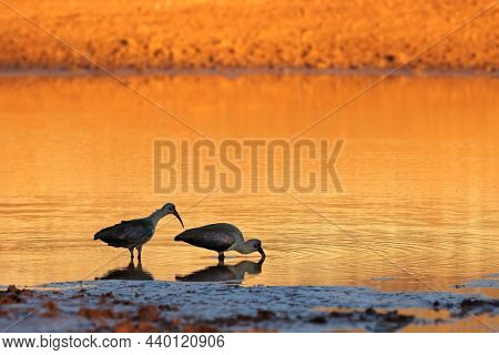 Hadeda ibises (Bostrychia hagedash) foraging in shallow water at sunset, South Africa