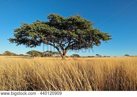 African camel-thorn tree (Vachellia erioloba) in grassland, South Africa