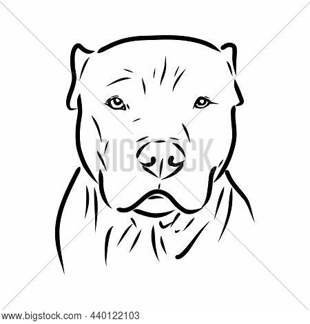 Sketch Of Dog Pit Bull Terrier. Vector Illustration