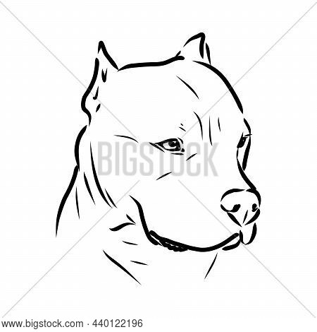 Sketch Of Dog Pit Bull Terrier. Vector Illustration