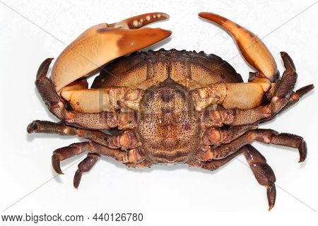 Hairy Rock Crab, Fresh Food From The Sea