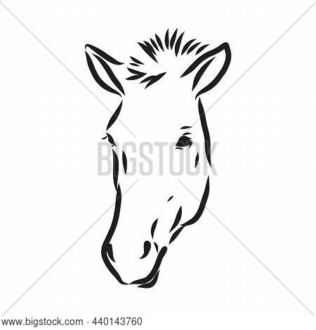 The Przewalskis Horse, An Abstract Image On A White Background. Vector Illustration, Picture A Wild 