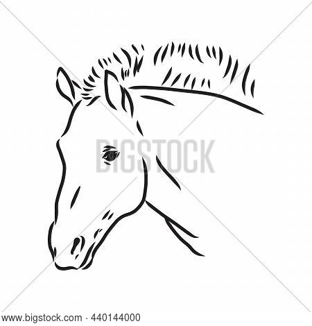 The Przewalskis Horse, An Abstract Image On A White Background. Vector Illustration, Picture A Wild 