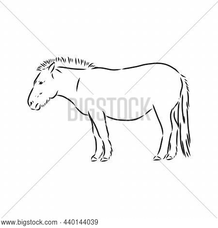 The Przewalskis Horse, An Abstract Image On A White Background. Vector Illustration, Picture A Wild 