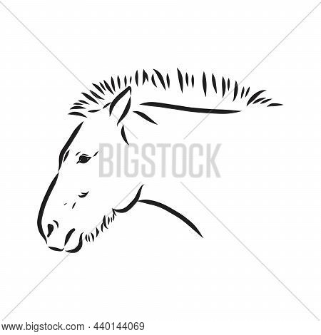 The Przewalskis Horse, An Abstract Image On A White Background. Vector Illustration, Picture A Wild 