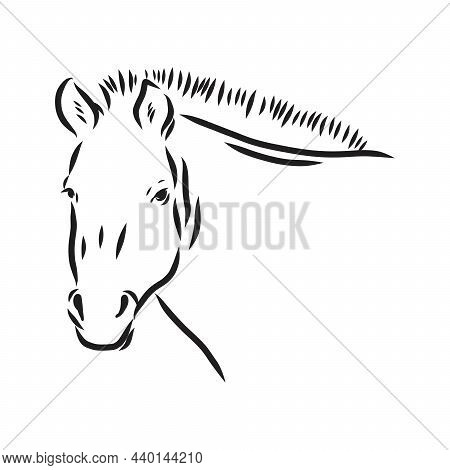The Przewalskis Horse, An Abstract Image On A White Background. Vector Illustration, Picture A Wild 