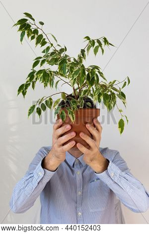 A Man Holds In Front Of Him An Indoor Flower Ficus Benjamin Kinke, The Plant Covers His Face, Human 