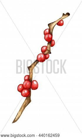 Holly Sprig With Red Berries, Ilex Watercolor. Delors For Christmas And New Year. Winter Decoration 