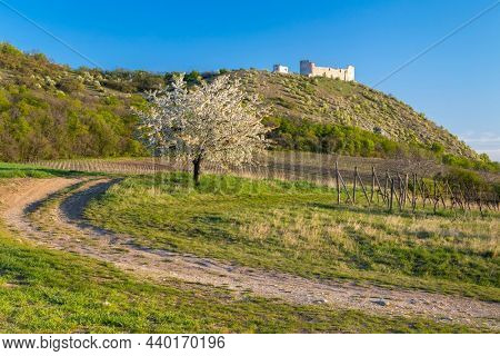 Spring landscape near Pavlov with Devicky ruins in Palava, Southern Moravia, Czech Republic
