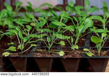 Cabbage Seedlings On A Background Of Green Cabbage Leaves. Seedlings Are Grown In Cassettes.