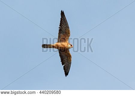 Falco Vespertinus Red-footed Falcon Adult Female In Flight Under Blue Sky. Cute Bird In Prey In Wild