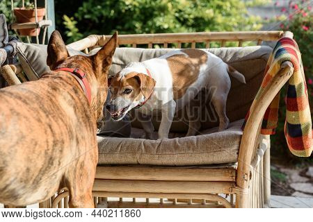 Angry Dog With Bared Teeth. Small Dog Jack Russell Terrier Growling And Baring His Teeth At A Larger