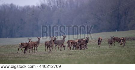 Group Of Red Deer Hinds Walking In Forest In Spring. Wildlife In Natural Habitat