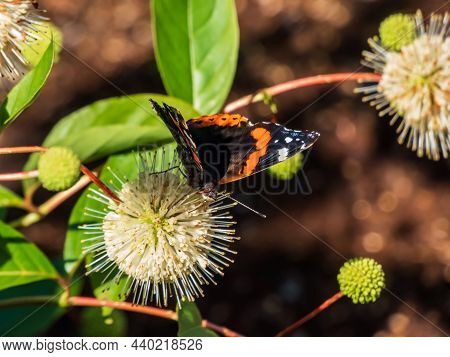 Dorsal View Of Medium Sized Butterly The Red Admiral (vanessa Atalanta) Sitting On Flowering Plant B